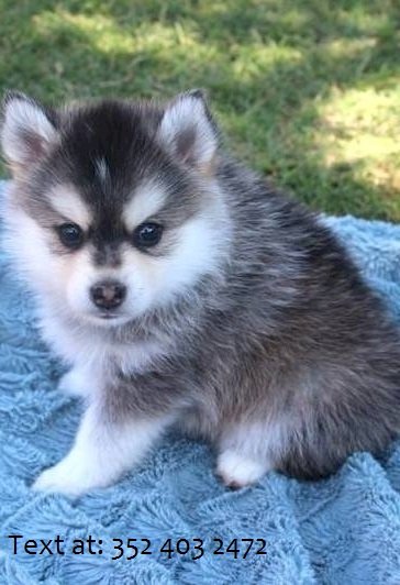 Perro Husky Lobo Siberiano Bebe Para Comprar Kansas City Kansas Venta De Perros