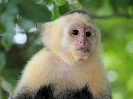 Mono capuchino cara blanca en venta