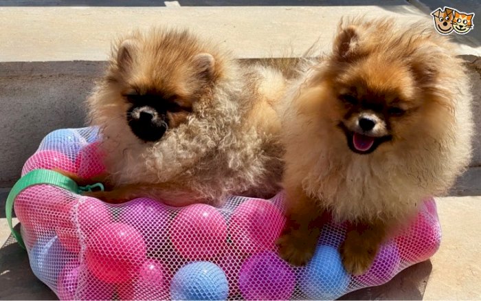 Perros Pomerania Cachorros Y Adultos En Venta Santa Monica California Venta De Perros