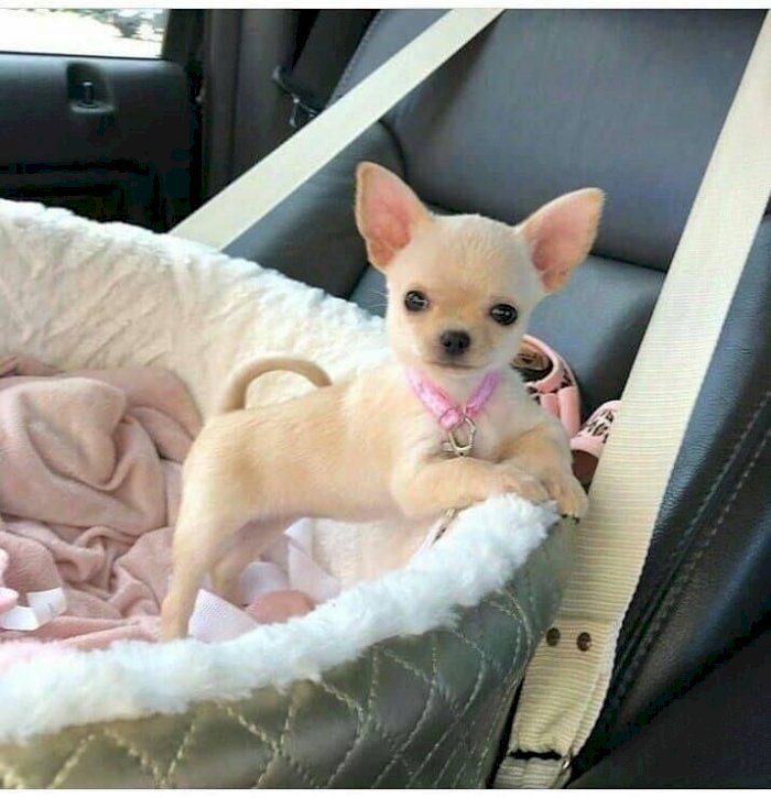 Perro Chihuahua Bebe Cabeza De Manzana Beige En Venta San Angelo Texas Venta De Perros