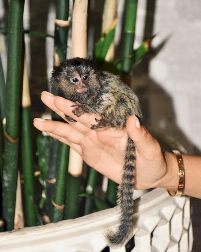 Mono Titi Bebe Marmota En Venta Precio Asequible San Juan Puerto Rico Monos En Venta