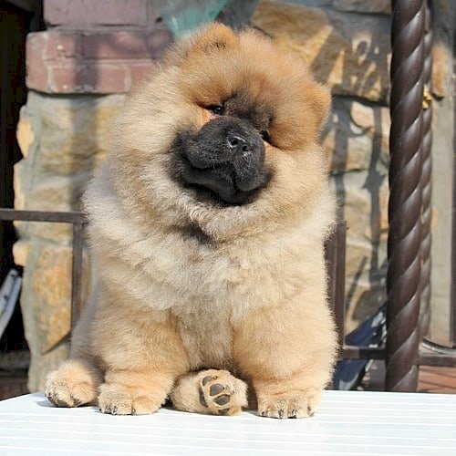 Perro Chow Chow Bebe Precio Hembra En Venta Gwinnett Georgia Venta De Perros