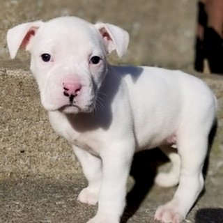 Perro Pitbull Albino Bebe En Adopcion Birmingham Alabama Perros En Adopcion