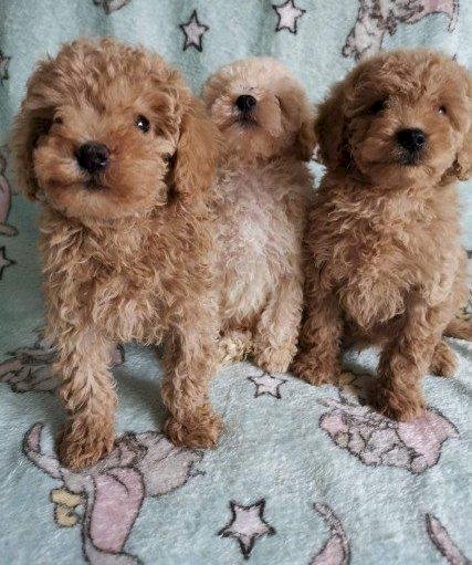 Cachorros Caniche Toy Cafe Y Canela De 2 Meses En Venta A Buen Precio Garden City Kansas Venta De Perros