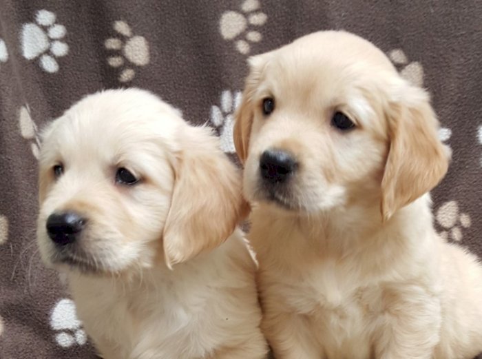Camada de cachorros golden retriever de 2 meses en venta