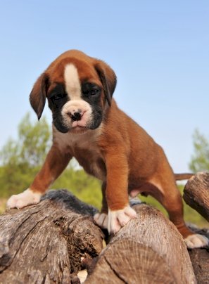 Boxer Bebes En Venta Marron Con Blanco En Venta High Rockies Colorado Venta De Perros