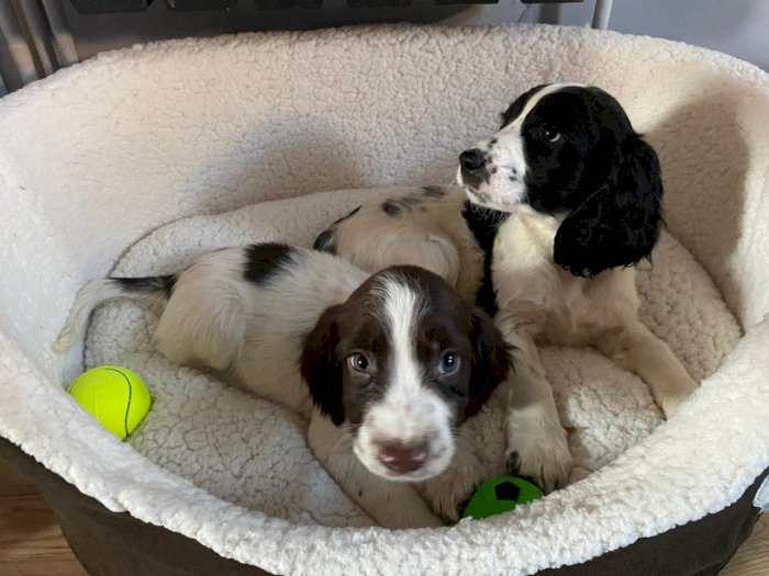 Cocker Spaniel Americano Cachorros Blanco Y Negro En Venta Precio Asequible San Diego County California Venta De Perros