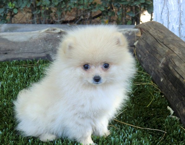 Perro pomerania de 2 meses cachorro blanco en venta