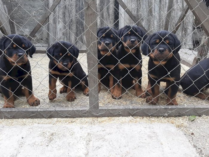 Cachorros Rottweiler de 2 meses machos y hembras para comprar