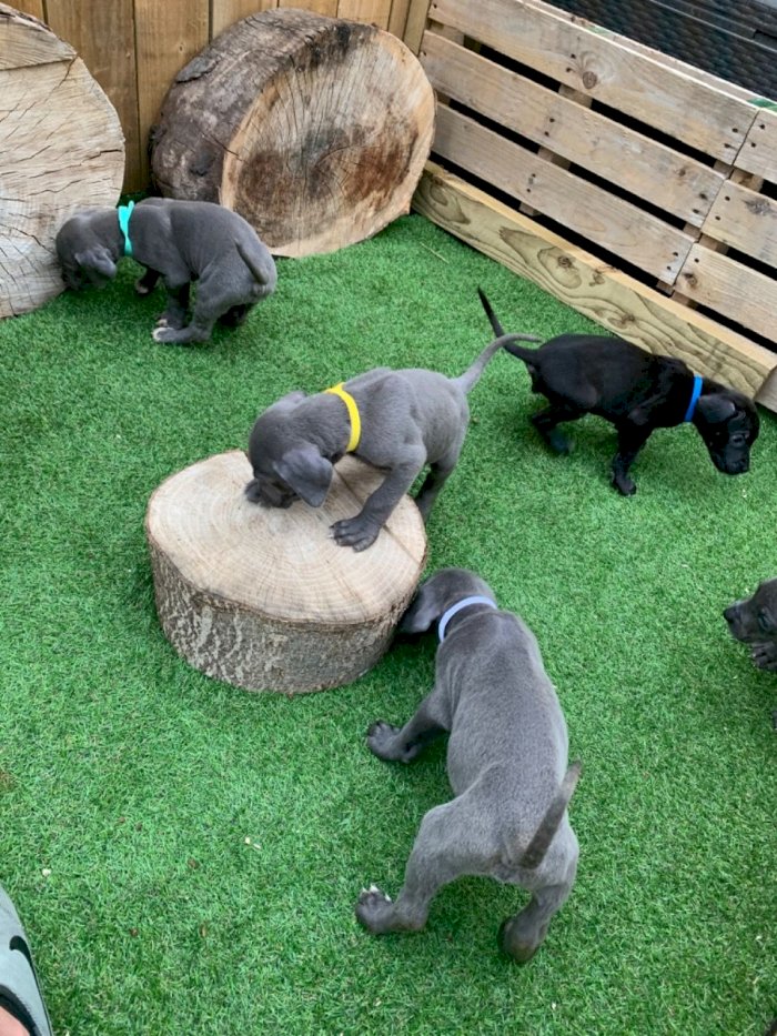 Perros cachorros gran danés negros y grises en venta