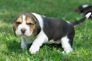 Cachorros beagle registrado en venta