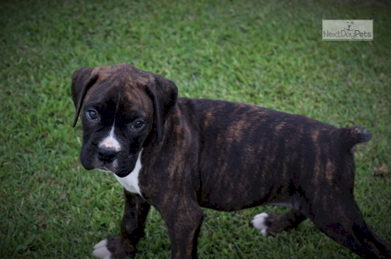 Perro Boxer Atigrado Macho Registrado En Venta Nextdaypets Charlotte North Carolina Venta De Perros