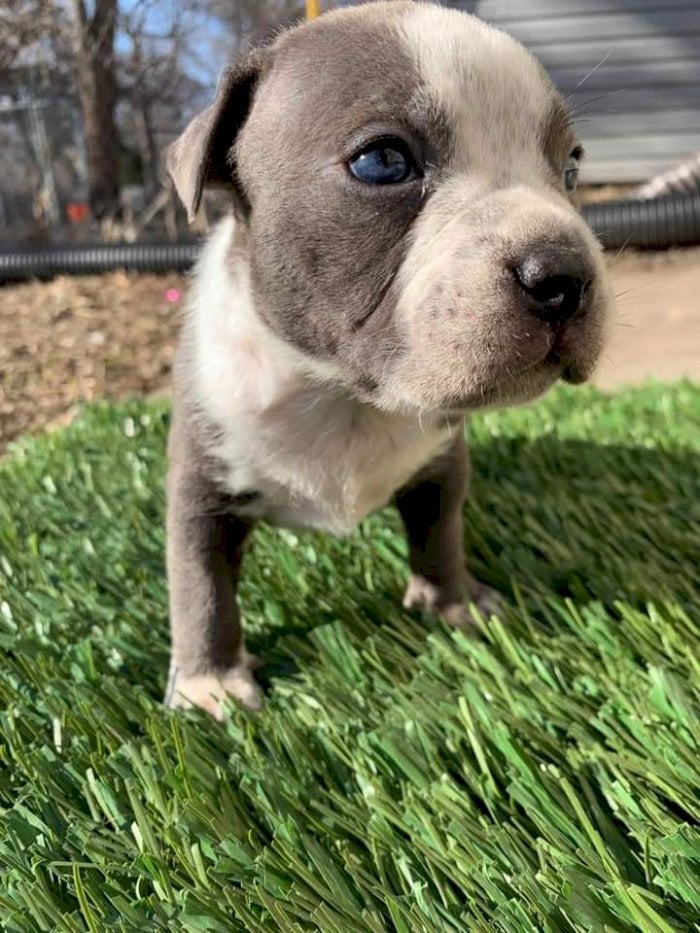 Perro Pitbull Gris Con Blanco En Venta Machos Y Hembras Mangialo Guam Venta De Perros