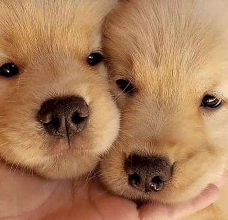Perros Golden Retriever Bebe En Venta Dover Delaware Perros En Adopcion