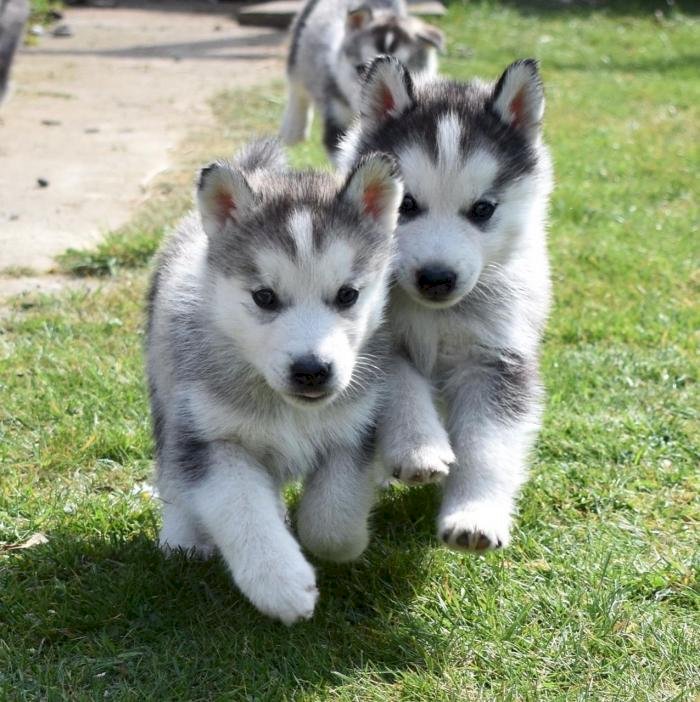 Perro De Husky Siberiano Blanco Y Negro En Venta Santa Fe New Mexico Venta De Perros