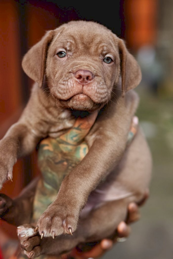 Venta De Cachorros Cane Corso Chicago Iilinois Venta De Perros