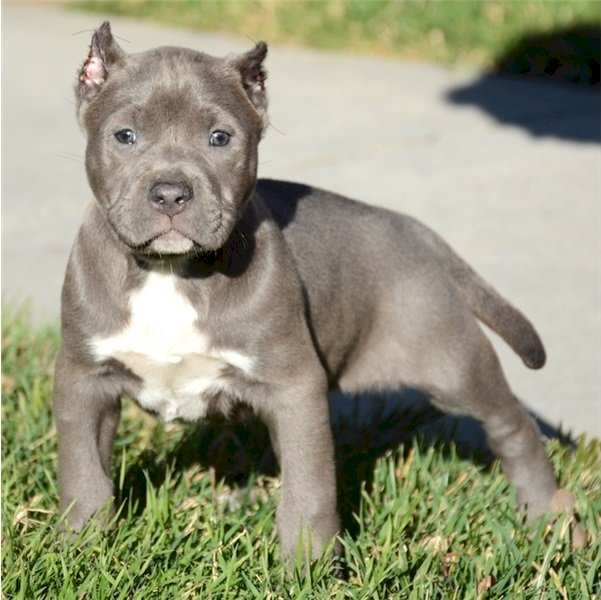 Perro Pitbull Blue Gris Bebe En Venta Chicago Iilinois Venta De Perros