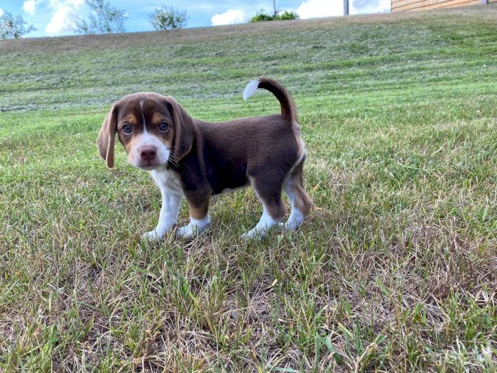 Perrito Beagle Bebe Hembra Para La Venta Bedford Texas Venta De Perros