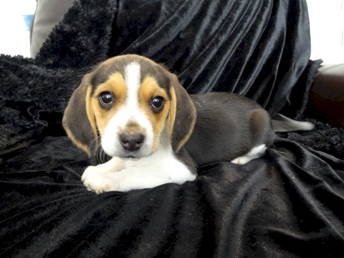 Cachorro beagle para adopcion