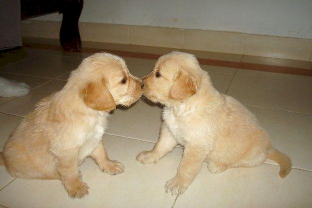 Golden Retriever Bebe De 2 Meses Listos Para Comprar Arlington Texas Venta De Perros