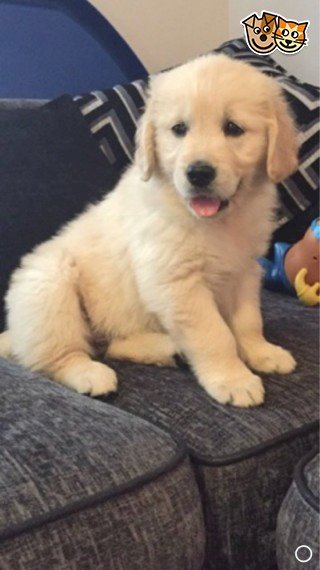 Golden Retriever Bebe De 2 Meses En Adopcion Miami Florida Perros En Adopcion