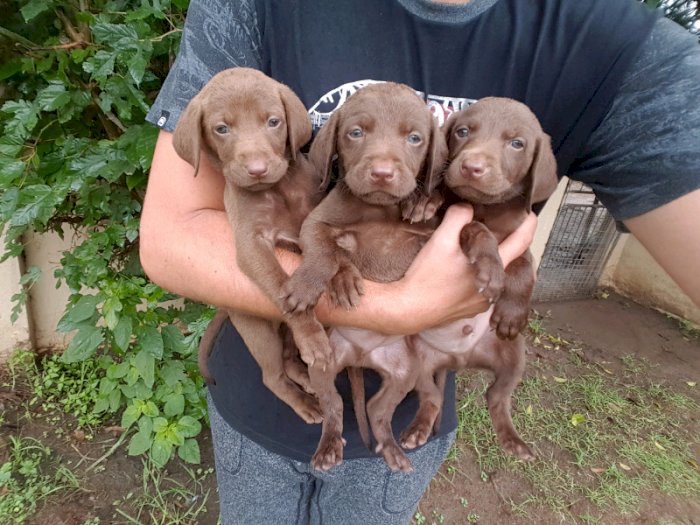 Perro Labrador Retriever Chocolate En Venta A Buen Precio Montgomery Alabama Perros En Adopcion