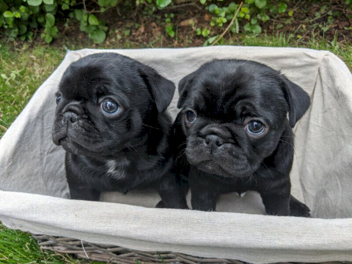 Perros De Raza Pug Negro Disponible Para Comprar A Buen Precio De Venta Denver Colorado Venta De Perros