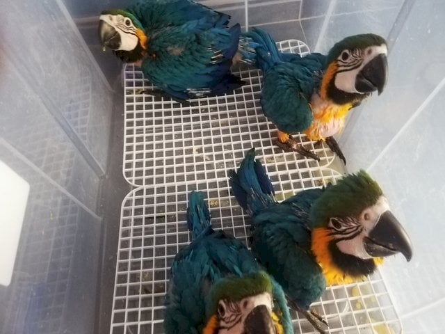 Guacamayo azul y amarillo en venta