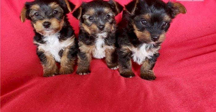 Cachorros yorkie mini toy machos disponible para adopcion gratis