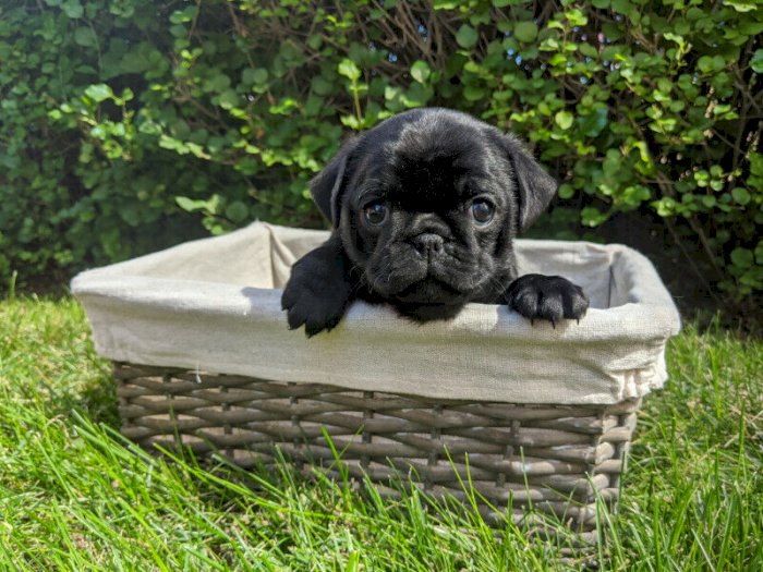 Perritos Pug Bebes Color Negro En Adopcion Indianapolis Indiana Perros En Adopcion