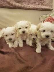 Maltes cachorros color blanco de 3 meses en venta
