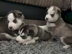 Cachorros de husky siberiano en adopcion / para adoptar