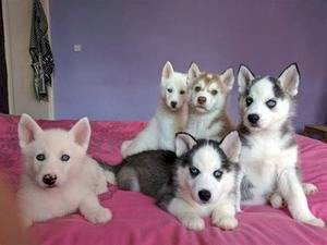 Cachorro de husky disponibles para adopción gratis free