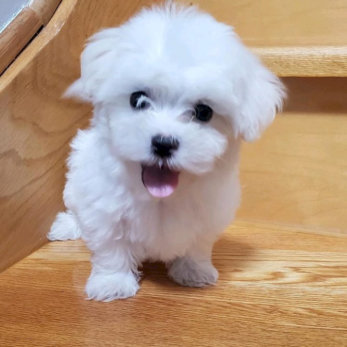 Cachorro de raza maltes de 3 meses disponible en adopcion