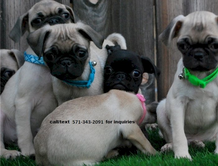 Cachorros De Pura Raza Pug Negro En Venta Dallas Texas Venta De Perros