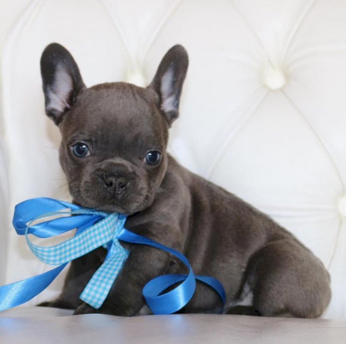 French bulldog peludos ojos azules macho de raza en venta