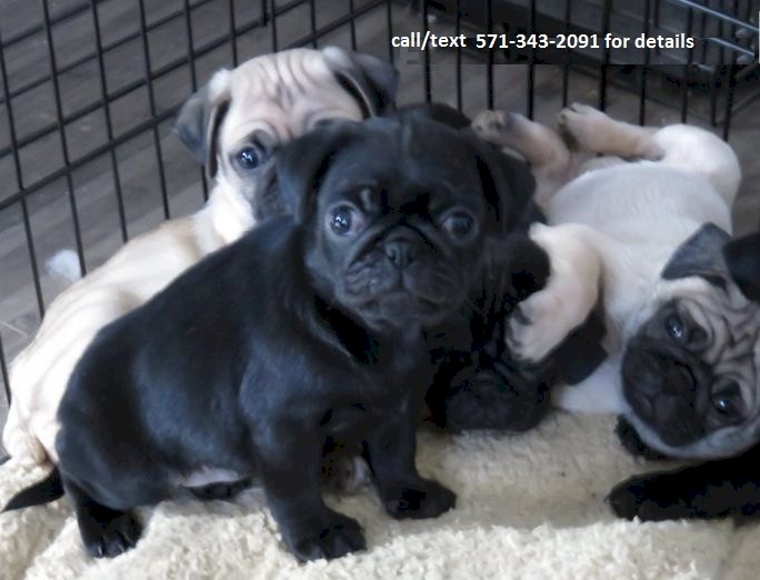 Perro Pug Negro Bebe En Venta Chicago Iilinois Venta De Perros