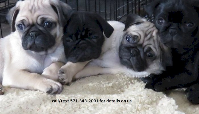 Perro Pug Negro Bebe En Venta Chicago Iilinois Venta De Perros