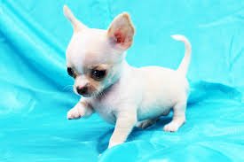 Chihuahua De Bolsillo Bebe Color Blanco A La Venta Reno Nevada Venta De Perros