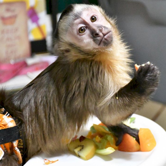 Mono capuchino dorado de 4 meses en venta