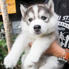 Hermoso Husky Siberiano Bebe Blanco Y Gris De 3 Meses En Venta Macon Georgia Venta De Perros