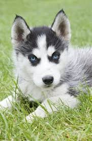 Husky Siberiano Bebe De 3 Meses Blanco Y Negro De Ojos Azules En Venta Sandy Springs Georgia Venta De Perros