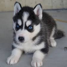 Husky Siberiano Bebe De 2 Meses Blanco Y Negro Para Comprar Kula Hawaii Venta De Perros