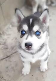 Husky Siberiano Bebe Miniatura Pelo Blanco Y Gris De Ojos Azules En Venta Chicago Heights Iilinois Venta De Perros