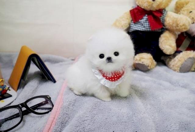 Pomerania Bebes Mini Toy De 3 Meses Color Blanco A La Venta San Jose California Venta De Perros