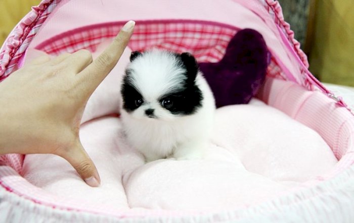 Perritos Bebes De Pomerania Lulu Blanco Y Negro A Buen Precio Para Comprar Santa Clara California Venta De Perros