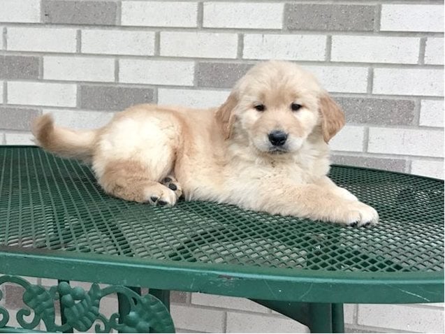 Perro Golden Retriever Bebe En Venta Springdale Arkansas Venta De Perros