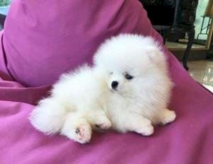 Bebes De Pomerania Toy Blanco En Venta Mangialo Guam Venta De Perros