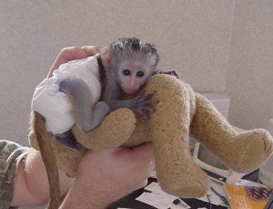 Mono capuchino domestico bebe en venta