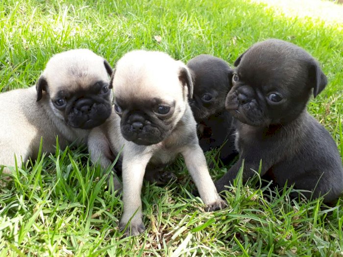 Perro Pug Recien Nacido Macho Y Hembra A La Venta Dallas Texas Venta De Perros